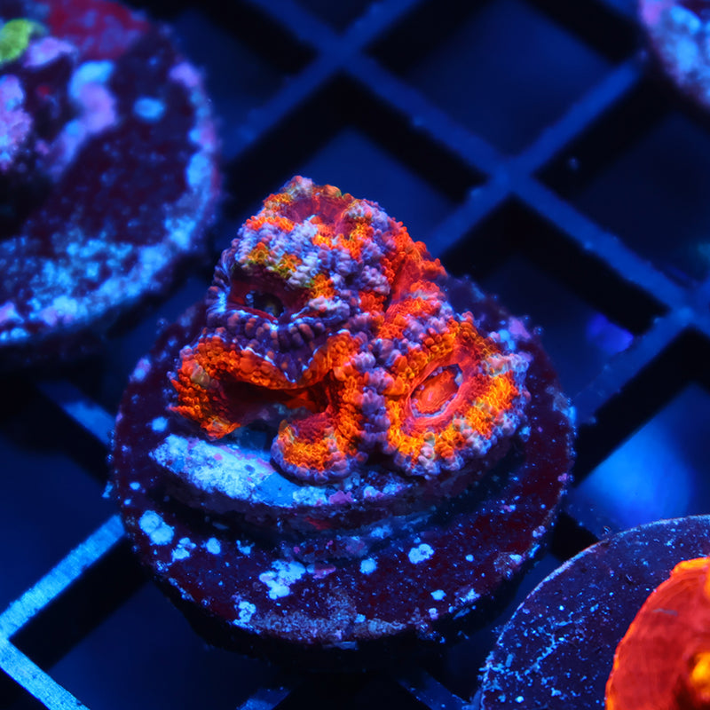 TCK Rainbow Acan Lord