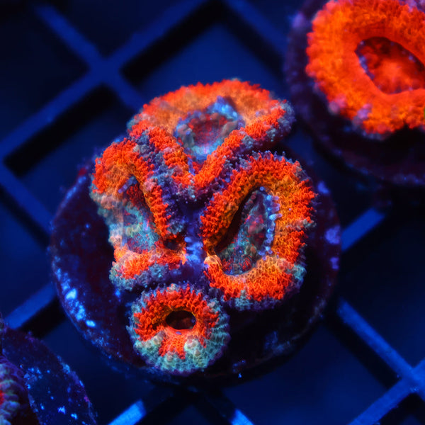 TCK Solar Storm Acan Lord