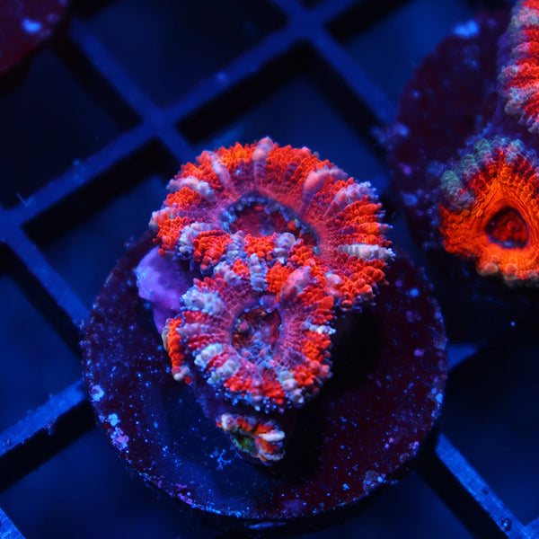 TCK Rainbow Acan Lord