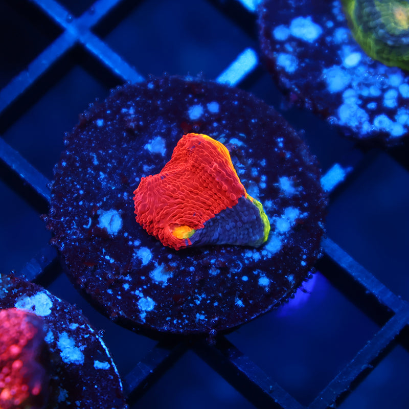 TCK Two Faced Chalice