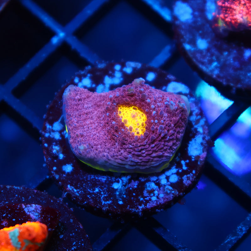 TCK Five Color Watermelon