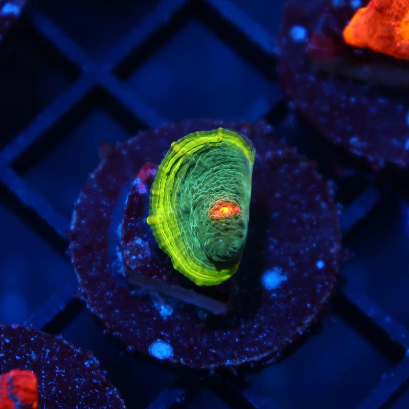 WWC Touchdown Chalice