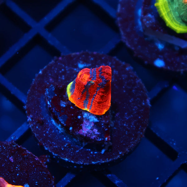 TCK Dynamite Rainbow Chalice