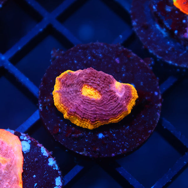 TCK Pink Rainbow Chalice