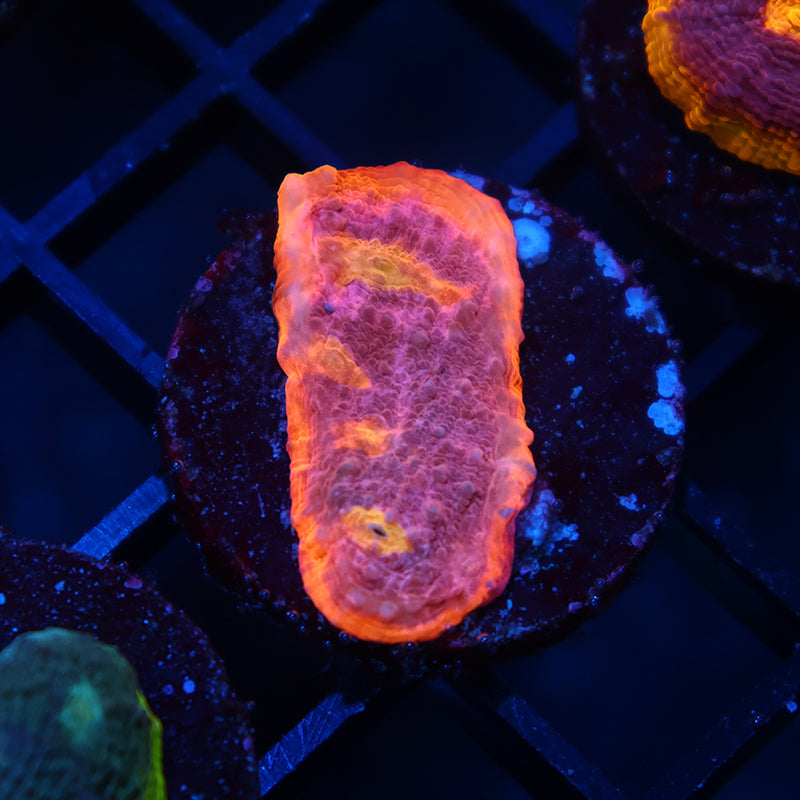 TCK Sunrise Rim Chalice