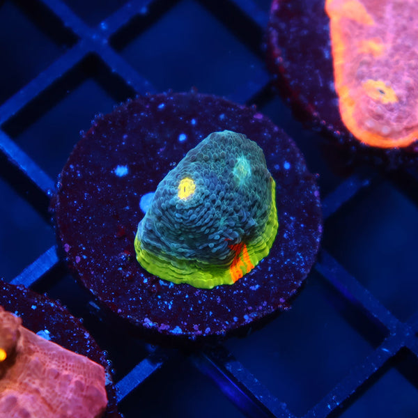 TCK Rainbow Flamethrower Chalice