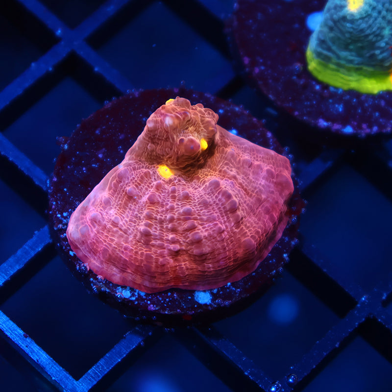 TCK Whirly Pop Chalice