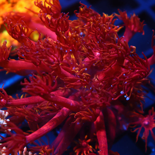 TCK Insane Flame Tips Goni