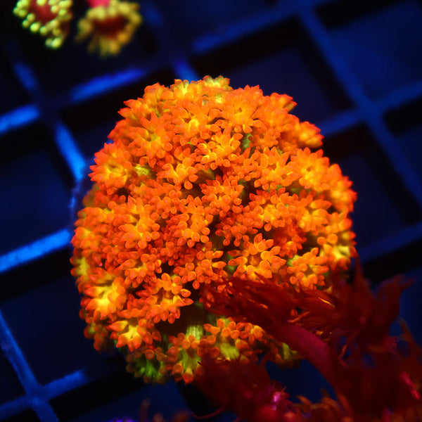 TCK Combustion Goni Bernardpora