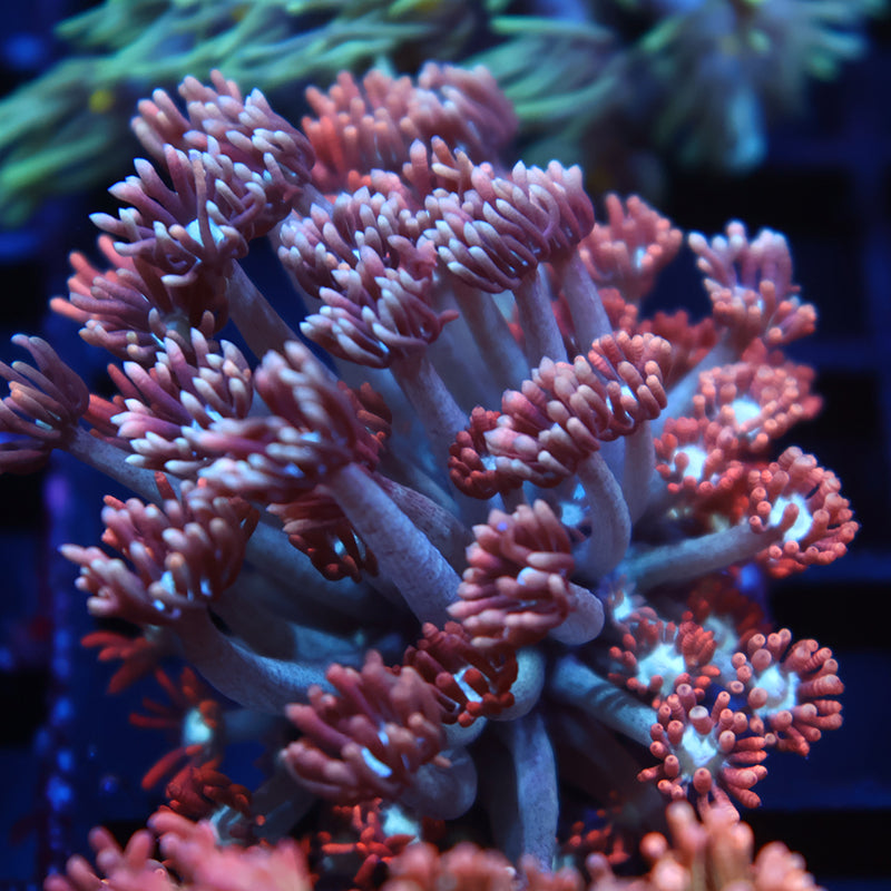 TCK Rocket Pops Goni