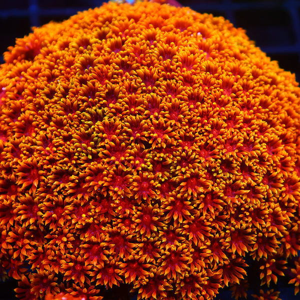 Lg TCK Rainbow Crunch Goni Bernardpora