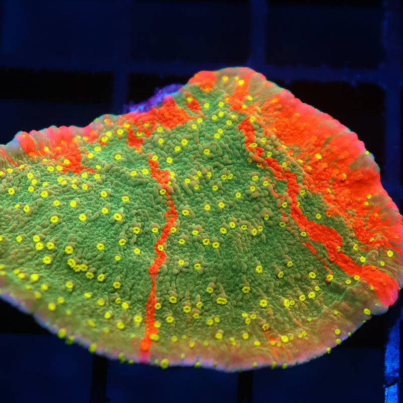 WWC Grafted Sunfire Cap