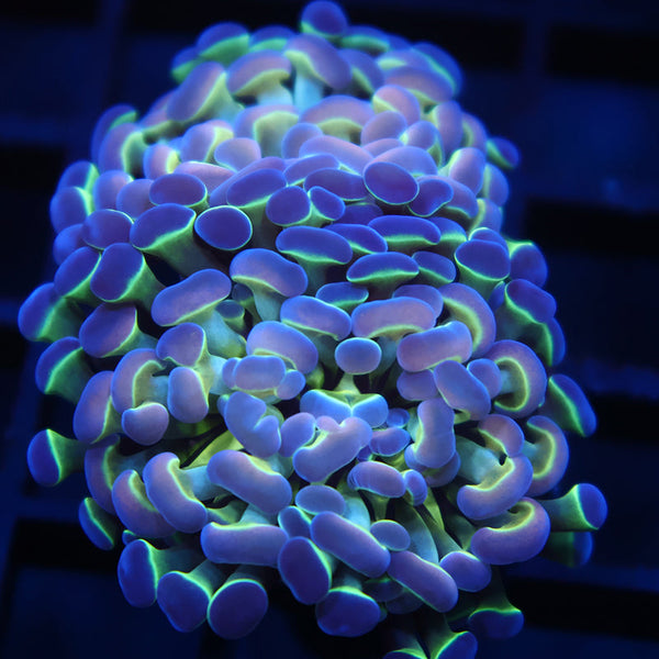 TCK Branching Electrified Green and Purple Hammer