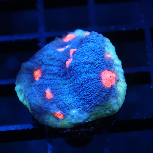 TCK Candy Eye Chalice