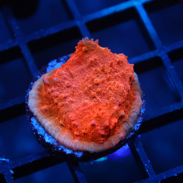 TCK Orange Creamsicle Chalice