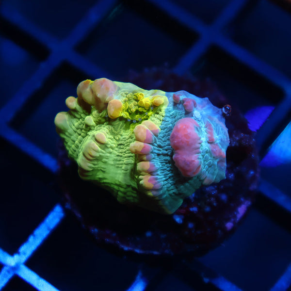 WWC Cosmic Candy Bounce Chalice