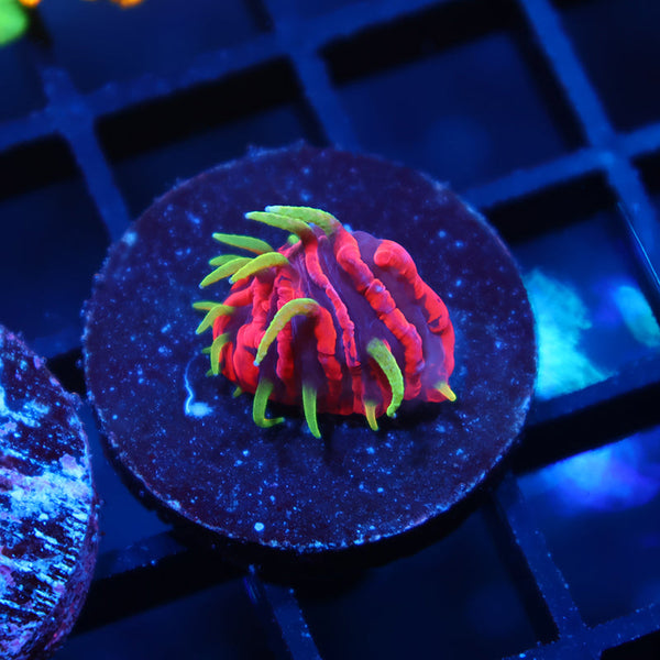 TCK OG Insanity Plate