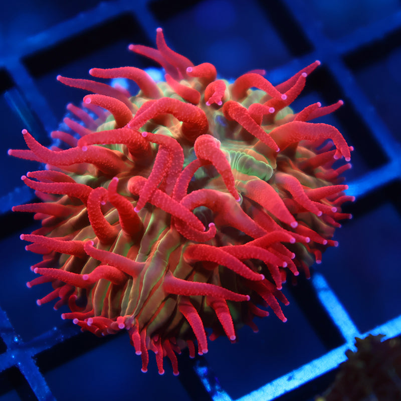 TCK Shaggy Hellraiser Diaseris