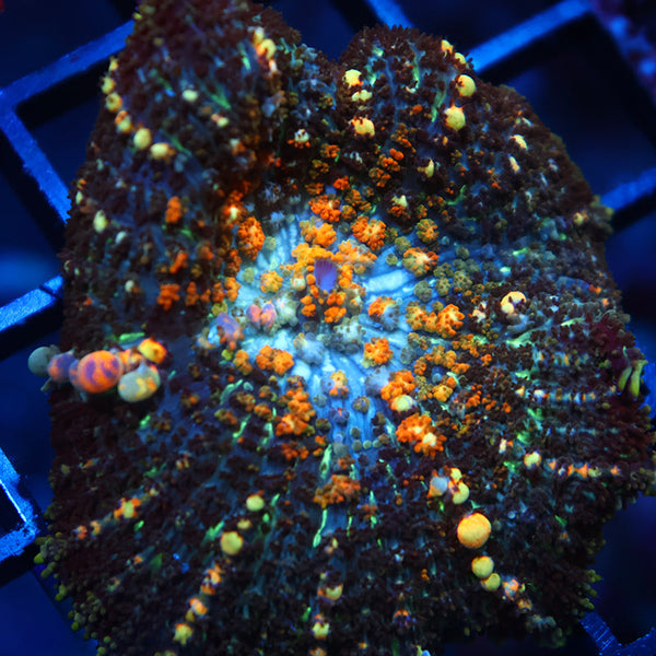 TCK Powerball Bounce Mushroom