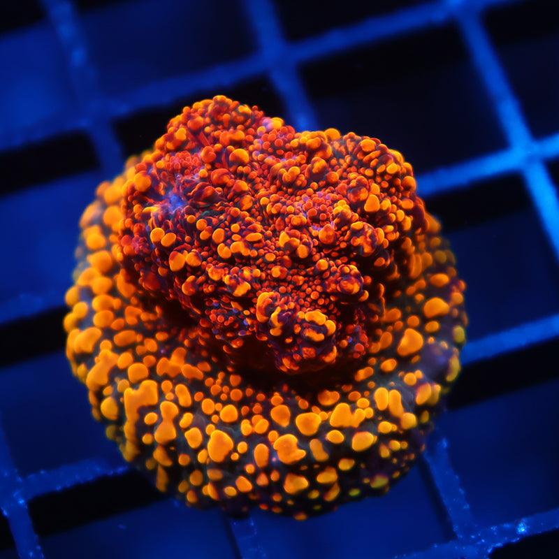 CC Cloudberries Chalice