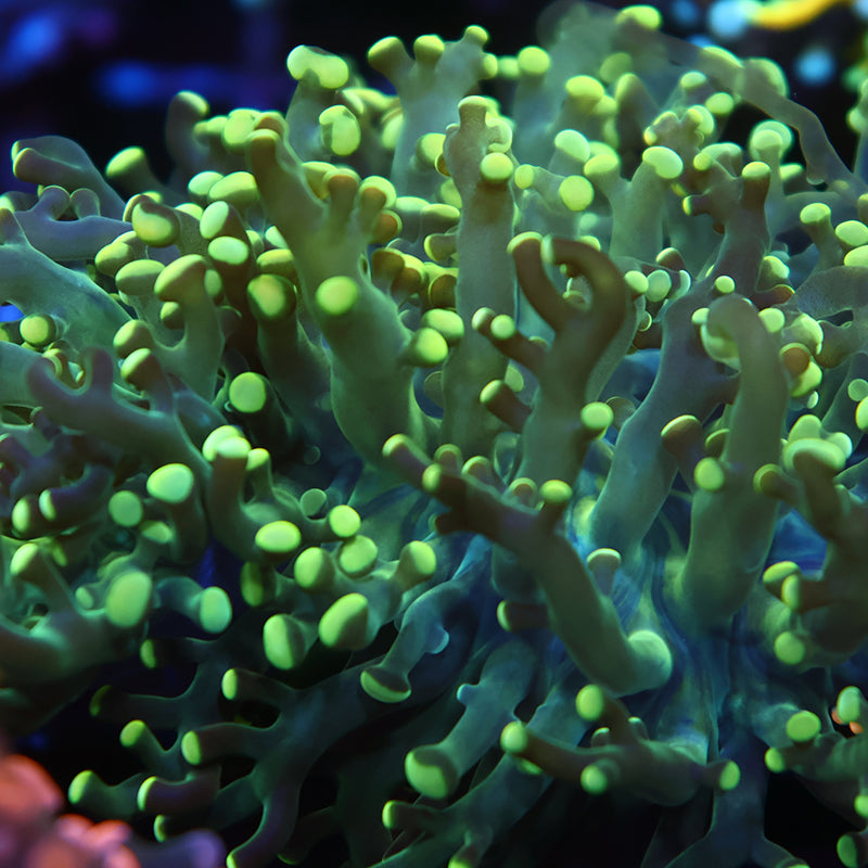 TCK Branching Lemon Limes Frogspawn