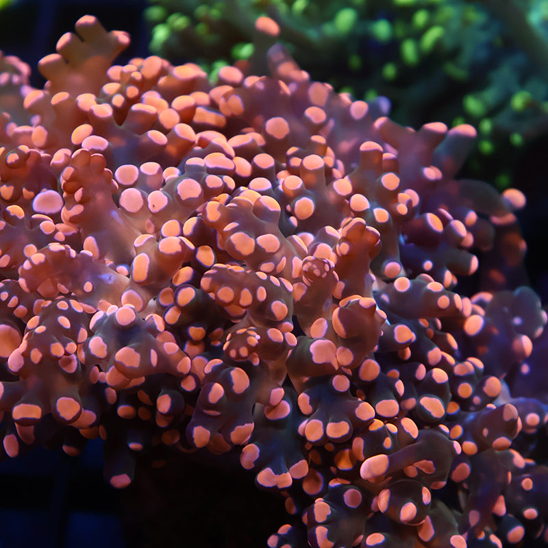 TCK Branching Gold Frogspawn
