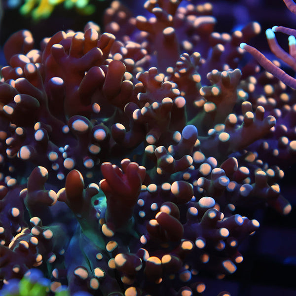 TCK Branching Gold "Beanbag" Frogspawn