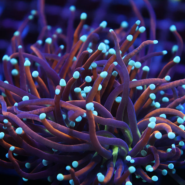 TCK White Tips Indo Gold Torch