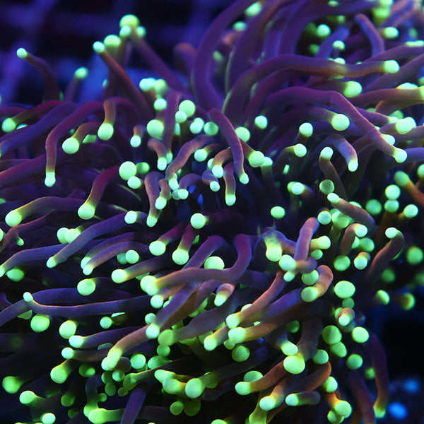 TCK Yellow Tips Indo Gold Torch