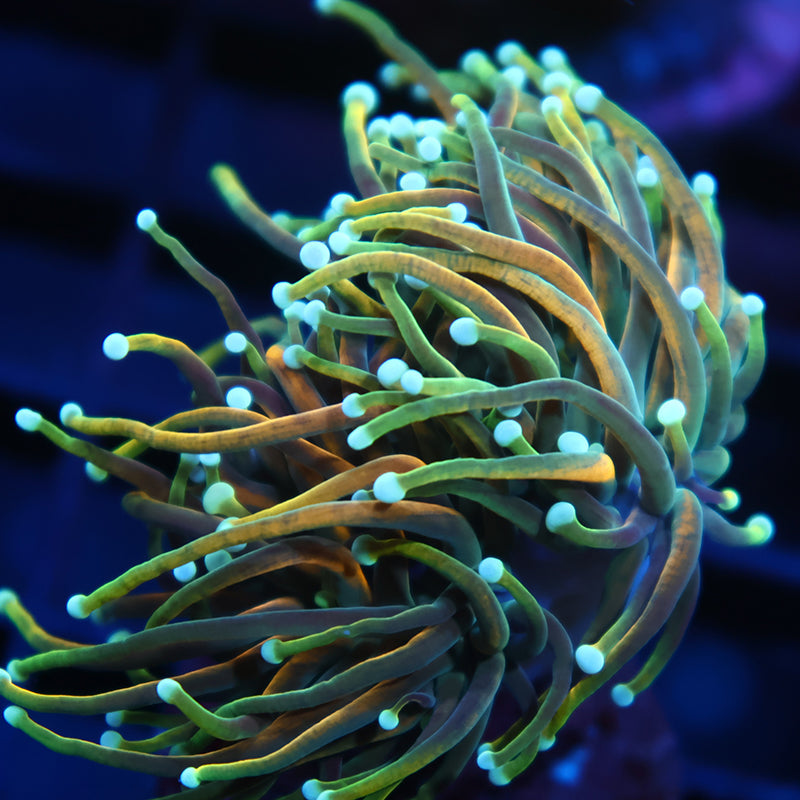 TCK Indo Tamer Torch