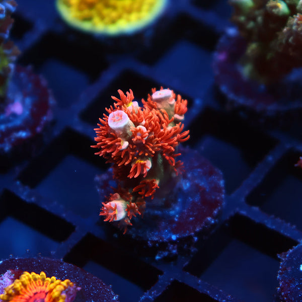 TCK Cherry Bombs Tenuis