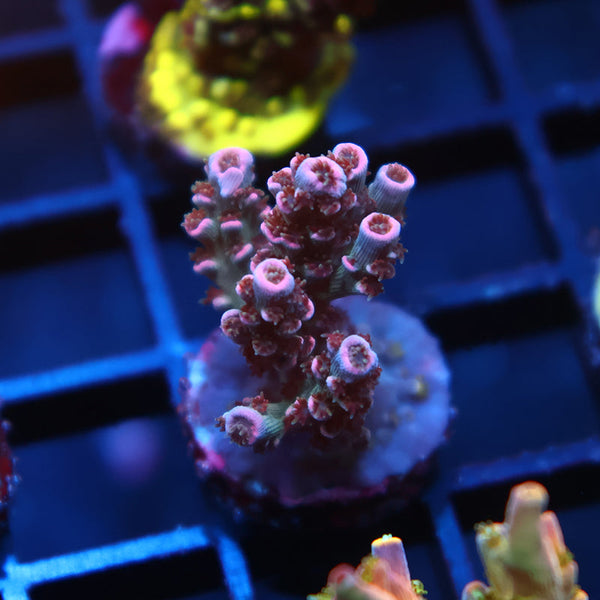 TCK Devastator Tenuis