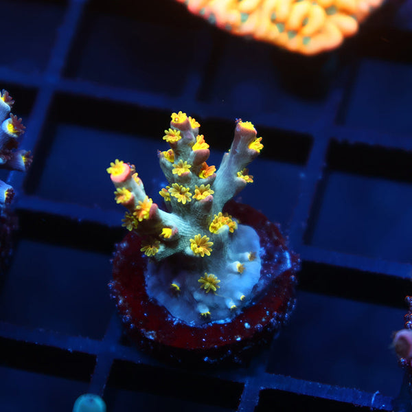 TCK Rainbow Unicorn Speciosa