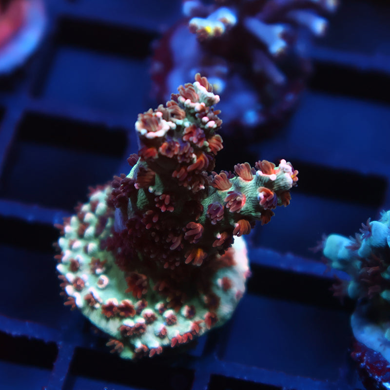 TCK Lemonfire Tenuis