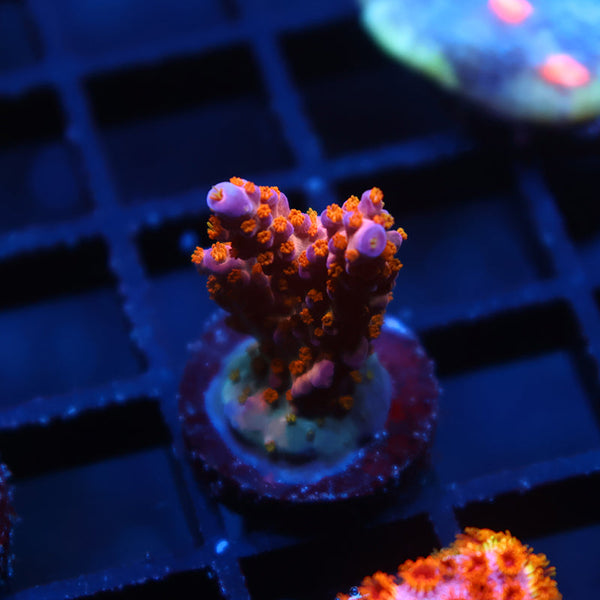 Tyree Merlin's Staff