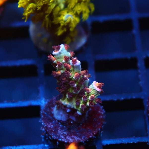 TCK Firestarter Tenuis