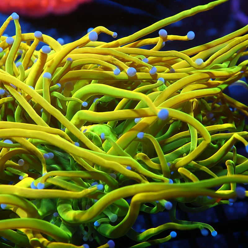 New Release TCK Ultimate 24K HG Torch