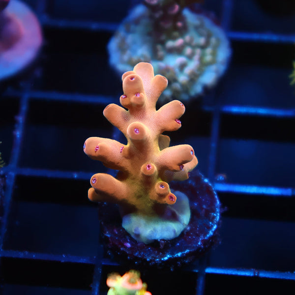 TCK Rainbow Meltdown