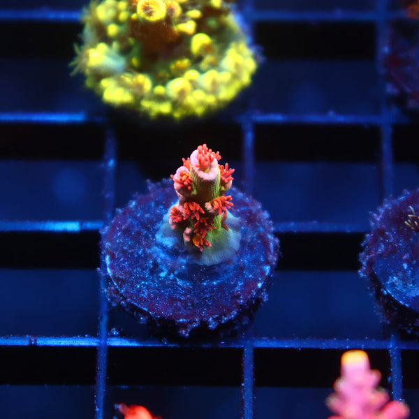 Tiny TCK Gamechanger Tenuis