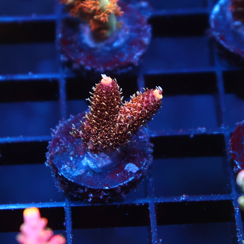 TCK Shaggy Redwood Milli