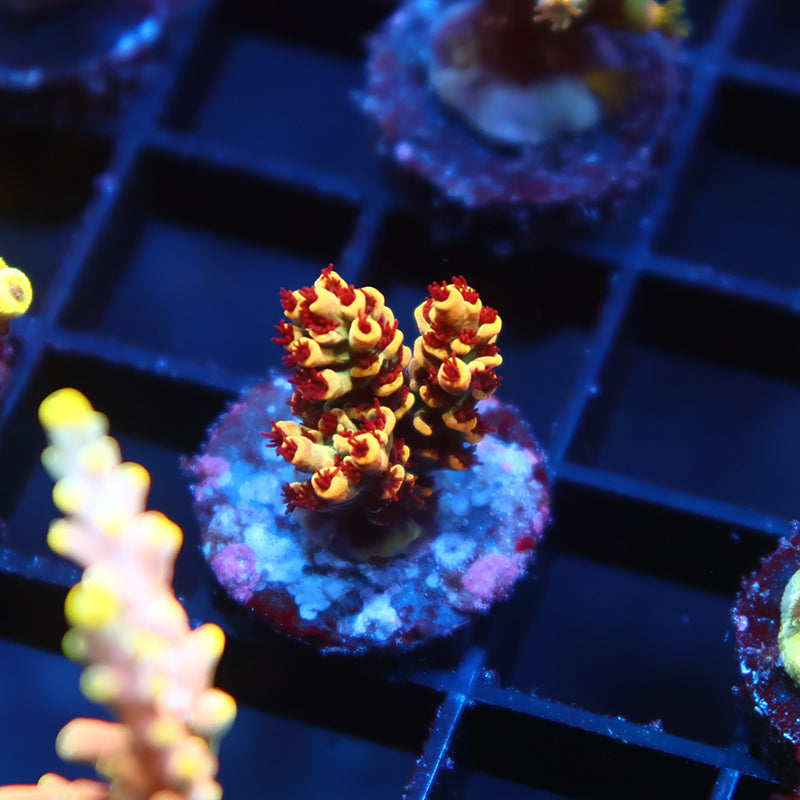 TCK Dragonrider Selago