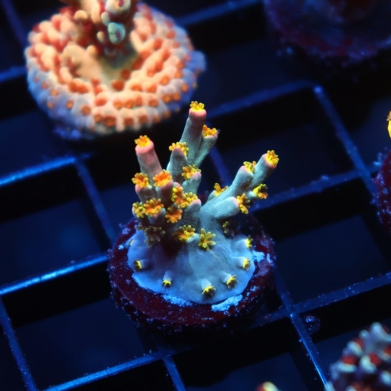 TCK Rainbow Unicorn Speciosa