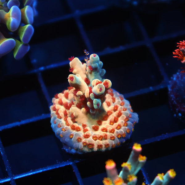 BK Chem Creme de la Creme