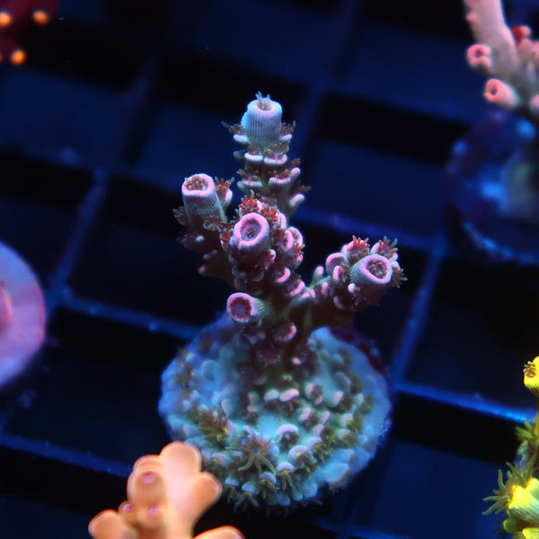 TCK Devastator Tenuis