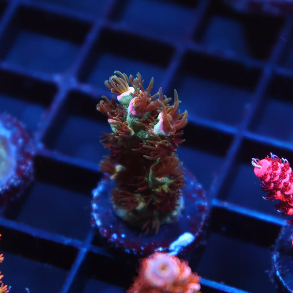 TCK Pink Immolation Tenuis