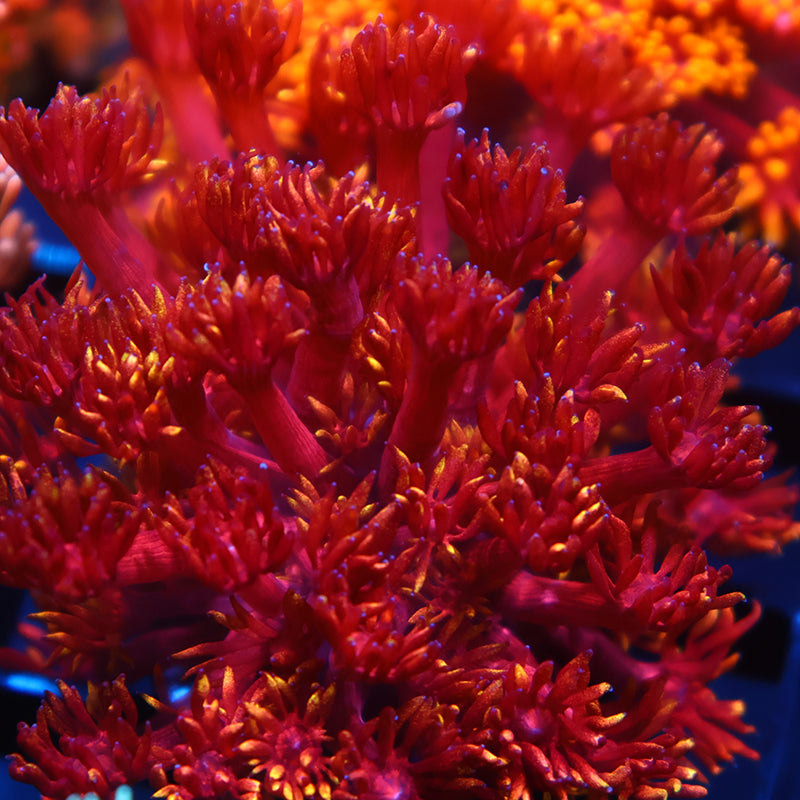 Lg TCK Insane Flame Tips Goni