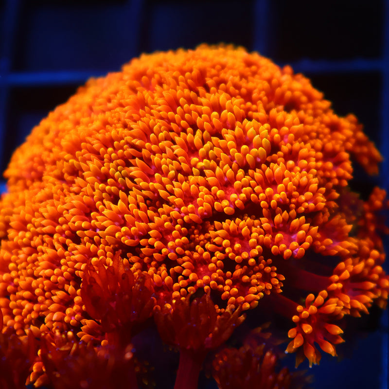 TCK Rainbow Crunch Goni Bernardpora