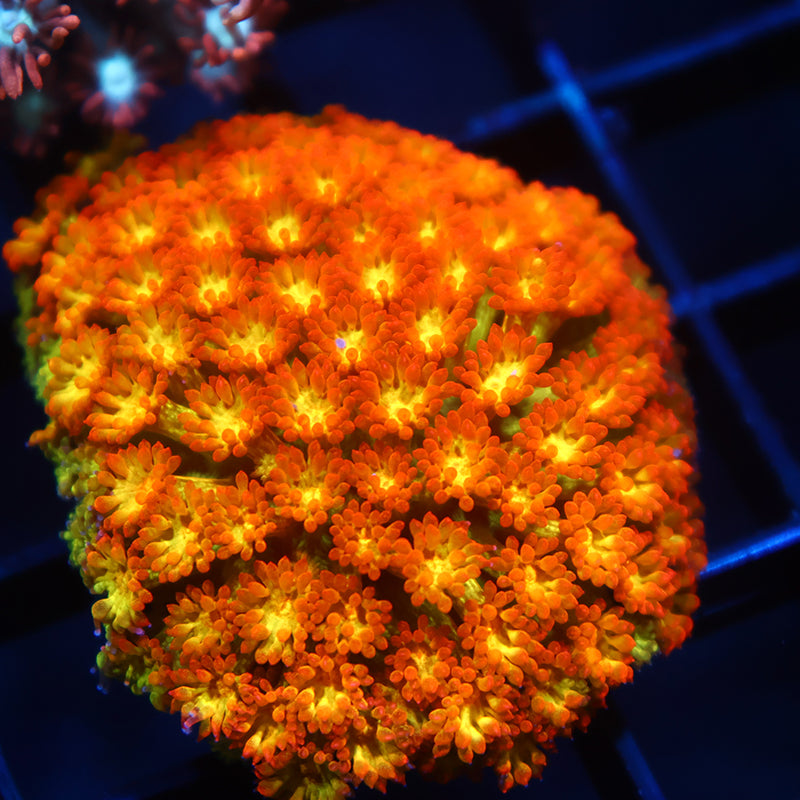 TCK Combustion Goni Bernardpora