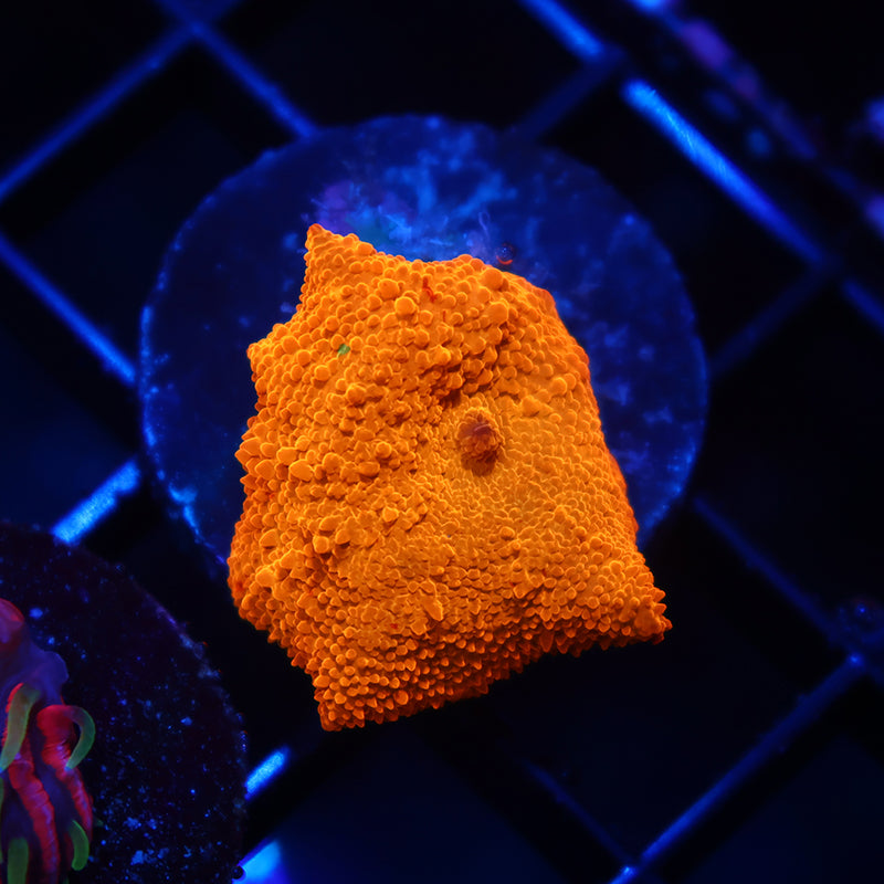 TCK Jawbreaker Mushroom
