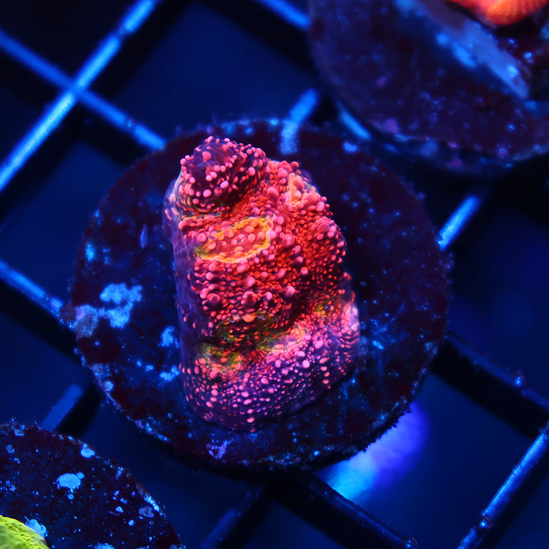 TCK Rimless WM Chalice